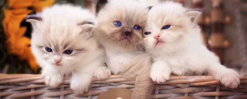 猫可以闻花露水吗