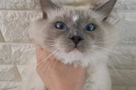 猫砂可以不换一直加吗