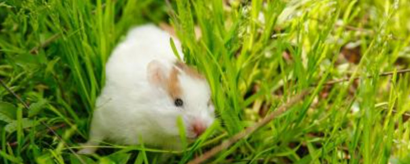 仓鼠打架会把对方打死吗