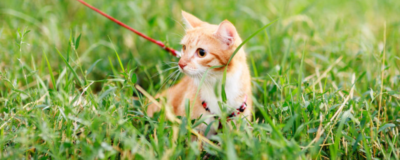 猫能喝牛奶不