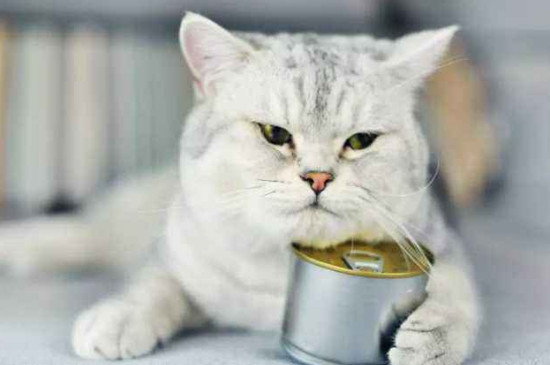 猫坐车可以坐几个小时