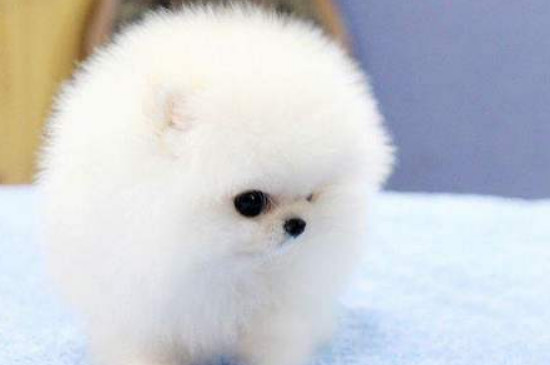 博美犬能吃火腿肠吗
