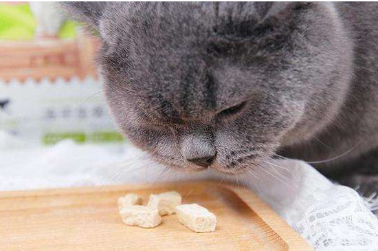猫寸步不离主人的原因