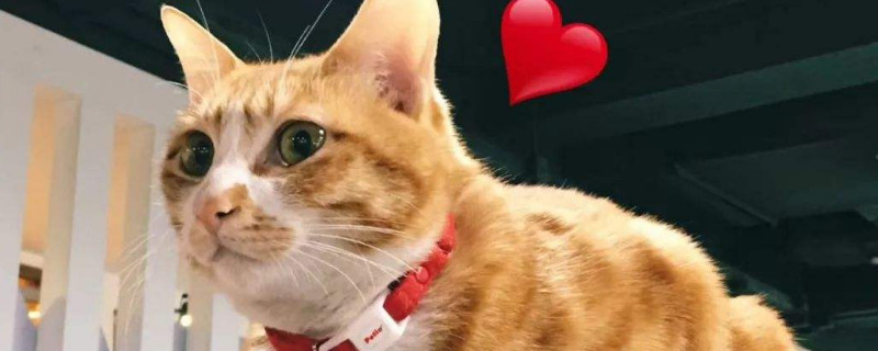 猫进门是什么预兆