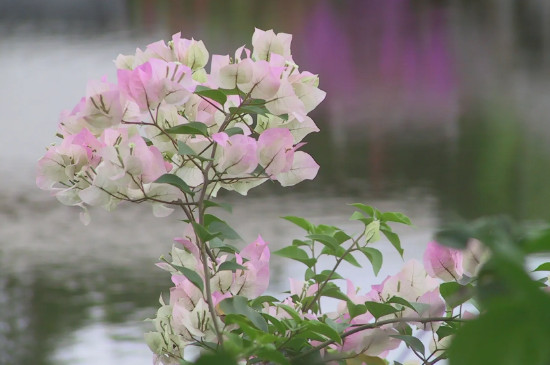 耐旱又好成活的花卉