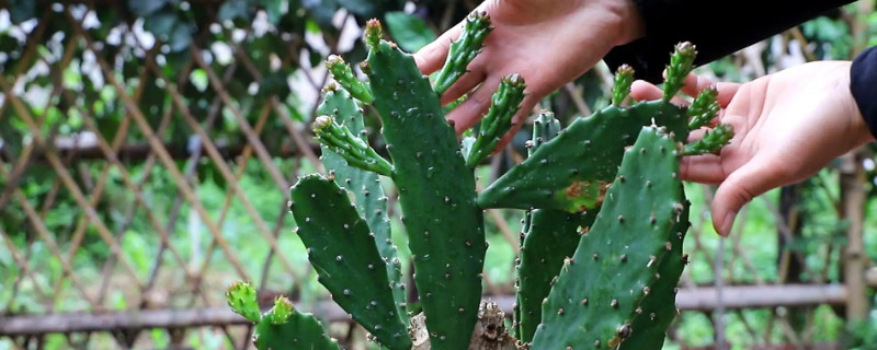 仙人掌属于树木还是花卉