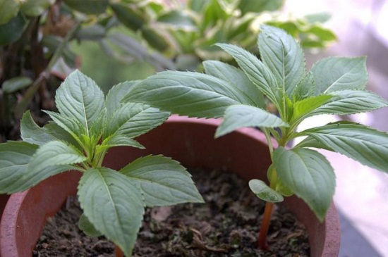 凤仙花的种植方法