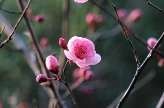 红梅花怎么养，追施薄肥防治虫害