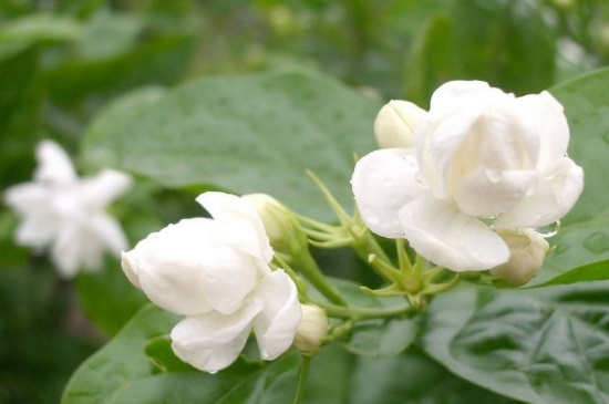 黄木香花和茉莉花的区别，外形与科属不同