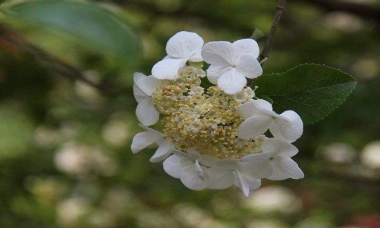 琼花怎么浇水，详解琼花浇水方法