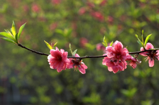 桃花春天怎么养，控水追肥修剪冻害枝