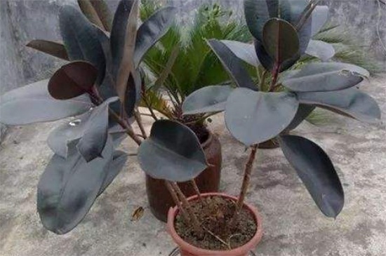 橡皮树吸收甲醛吗，净化能力强可吸收甲醛