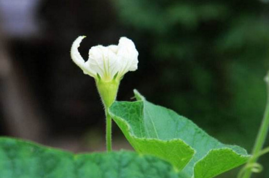 葫芦花是完全花还是不完全花