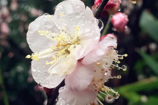 夏季梅花落叶还能长出来吗