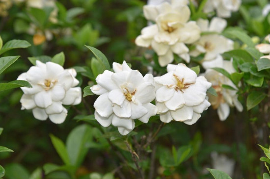 枙子花几月开花