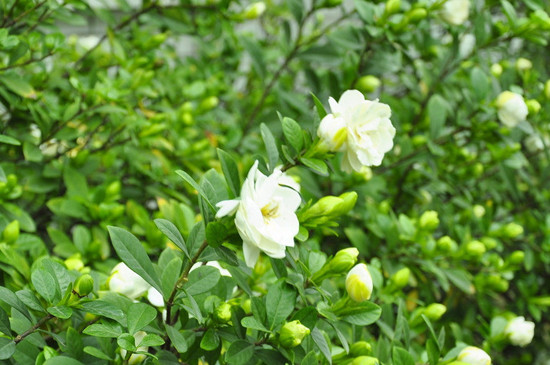 枙子花秋季如何修枝