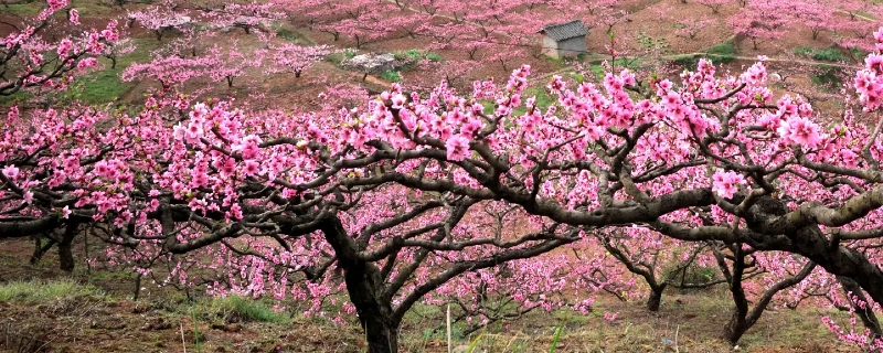 桃花和海棠的区别