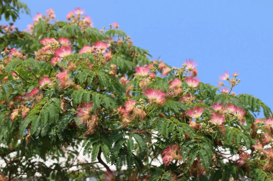 合欢花花语是什么