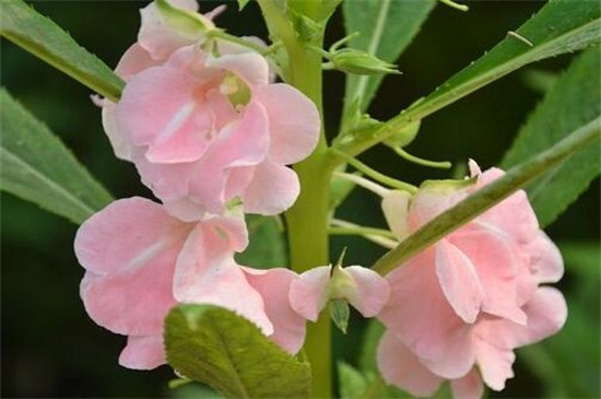 凤仙花怎么浇水，详解四种浇水方法