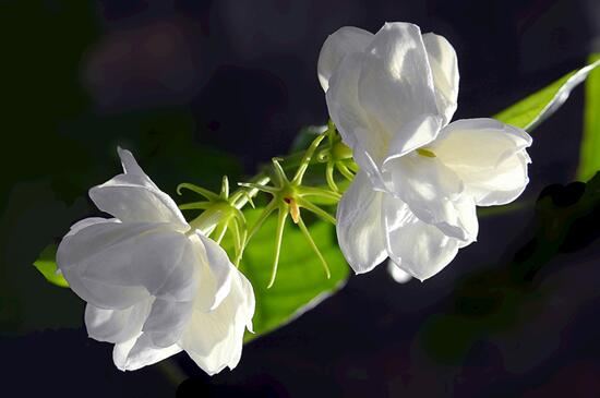 茉莉花怎么浇水