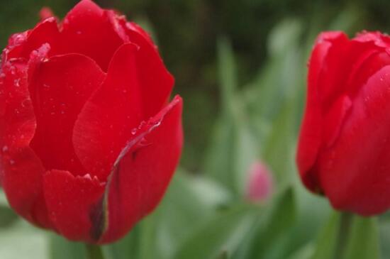 郁金香花语是什么意思