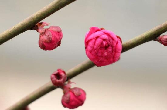 梅花什么时候长花苞，一月下旬长花苞