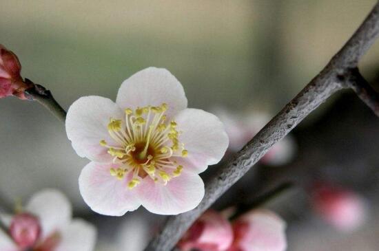 梅花什么时候长花苞，一月下旬长花苞