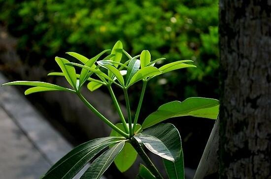 鸭掌木叶子发黄怎么办