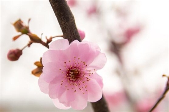 梅花叶子发黄怎么办