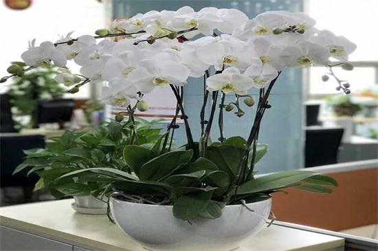 蝴蝶兰冬季老是冻死怎么办，三种办法教你解决