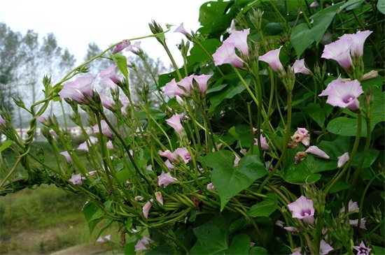 牵牛花叶子发黄怎么办