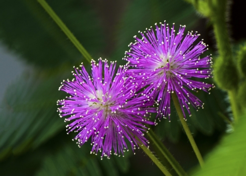 含羞草花型