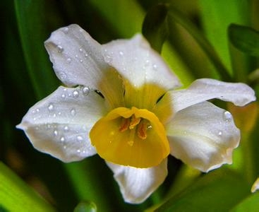 代表这高贵的水仙花