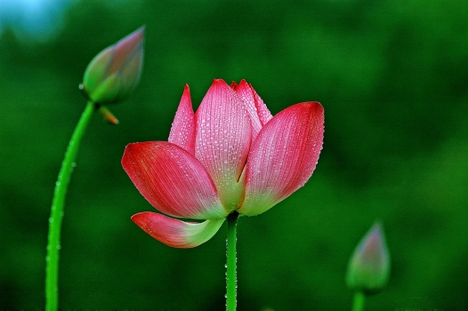 婷婷玉立的荷花