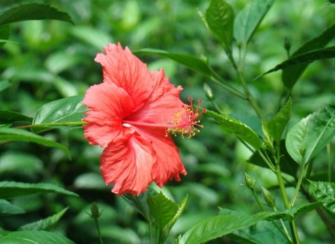 扶桑花野外特写