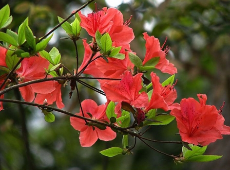 红色杜鹃花