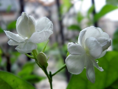 洁白的茉莉花