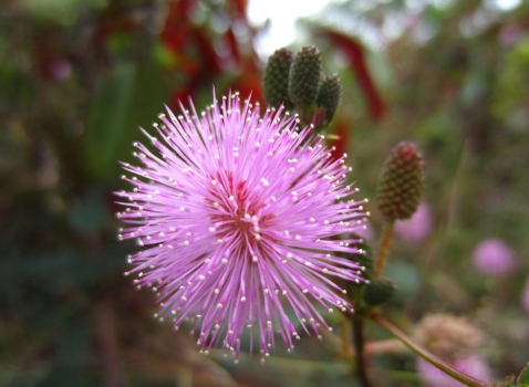 含羞草（花）