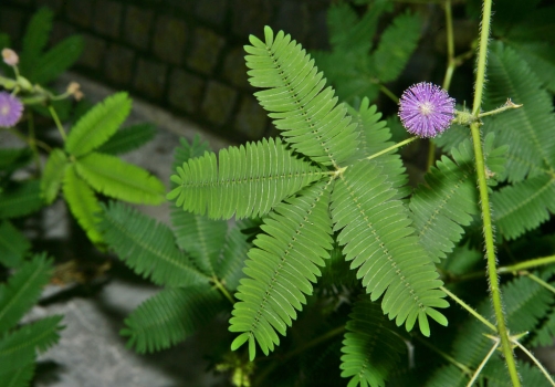 含羞草（叶）