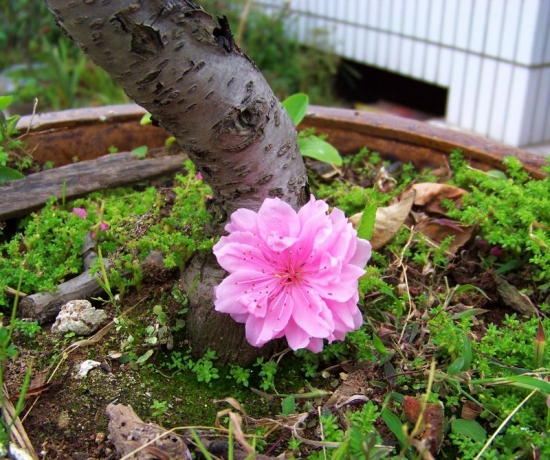 盆栽桃花