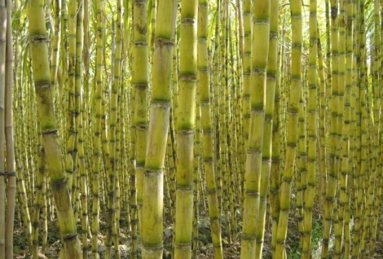 白甘蔗种植地图片