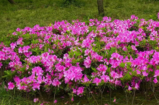 杜鹃花可以晒太阳吗