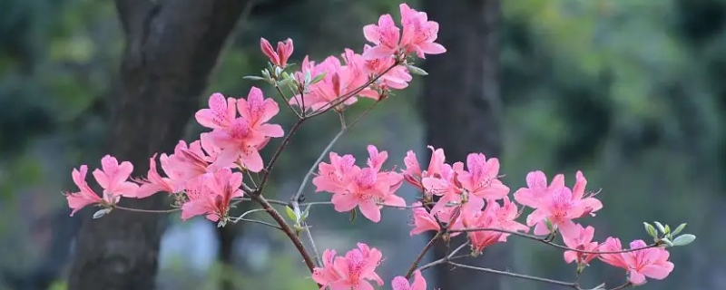 杜鹃花可以晒太阳吗