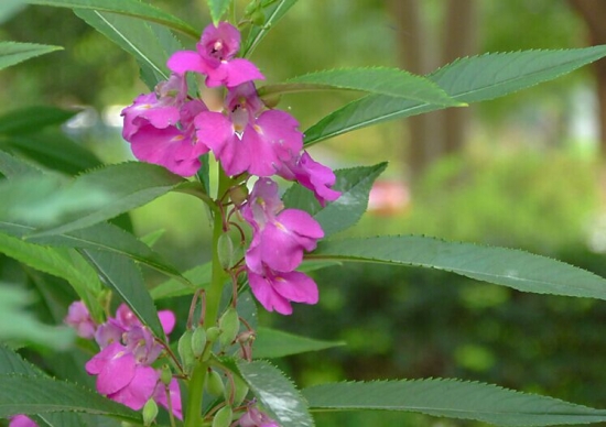 凤仙花与凤仙花果