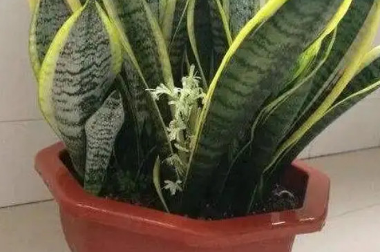 虎皮兰长了一块白斑该怎么办