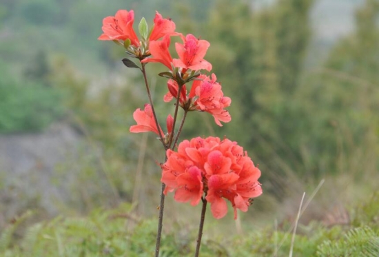 漂亮的杜鹃花