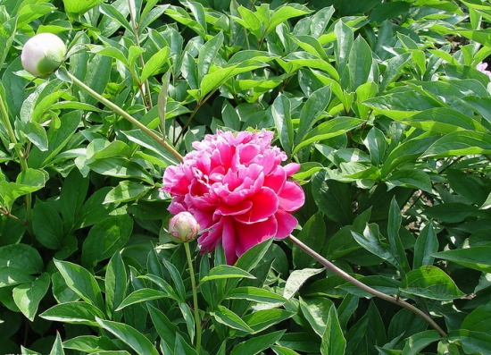 独留一枝牡丹花