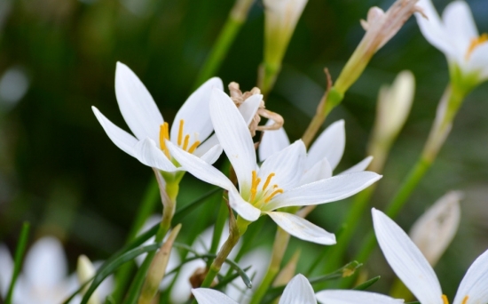 水仙花什么时间开