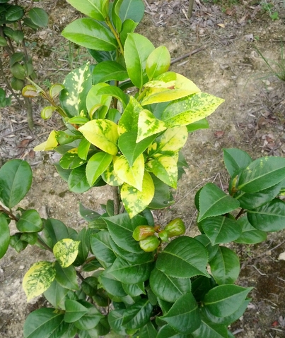 枝枝花叶子发黄