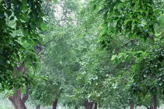 拓木树又叫什么树